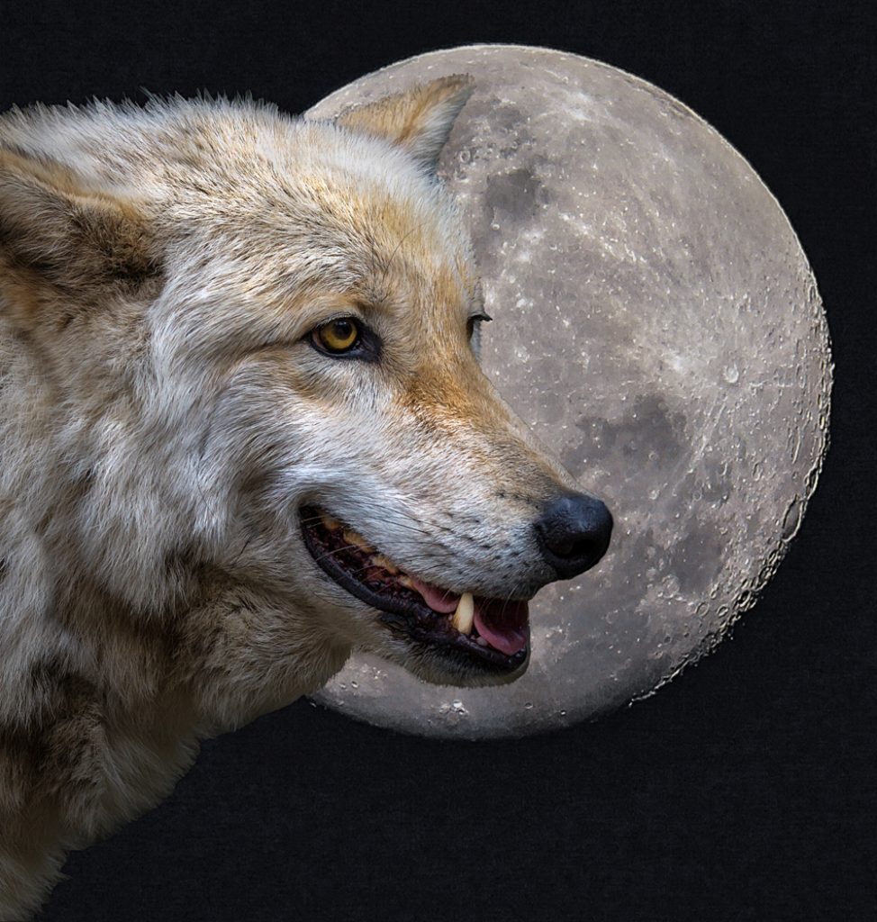 Kinship - Judy Lanier